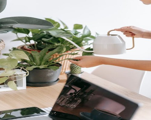 A person watering indoor plants during a home office break